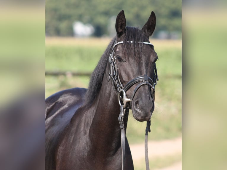 Britisches Warmblut Stute 7 Jahre 137 cm Rappe in Bavel