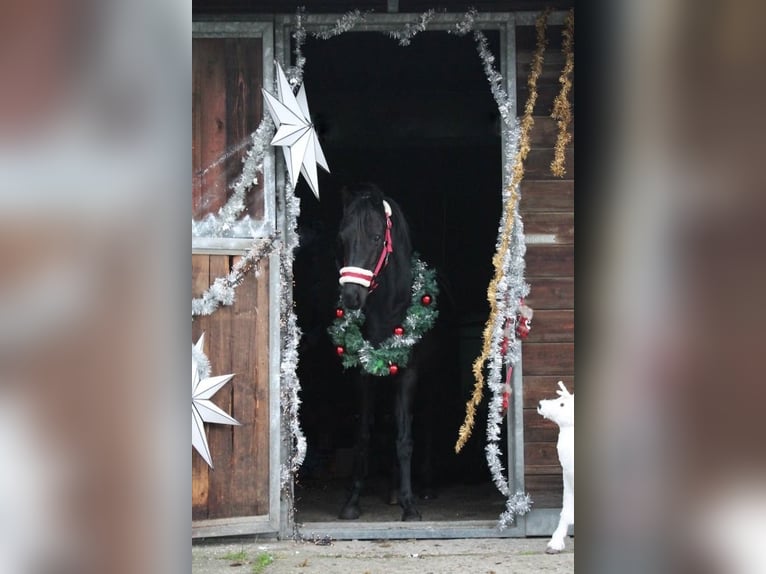 Britisches Warmblut Stute 7 Jahre 137 cm Rappe in Bavel