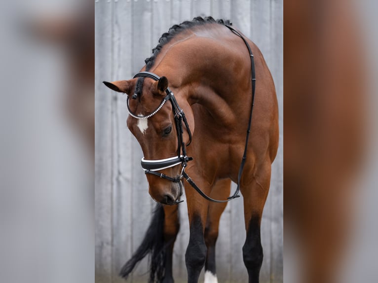 Britisches Warmblut Stute 8 Jahre 175 cm Brauner in Kronberg im Taunus