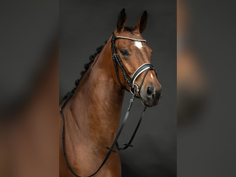 Britisches Warmblut Stute 8 Jahre 175 cm Brauner in Kronberg im Taunus