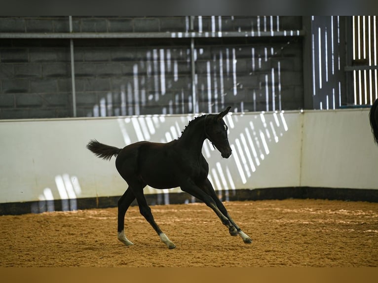 Britisches Warmblut Stute Fohlen (05/2025) 169 cm Rotbrauner in CHESTER