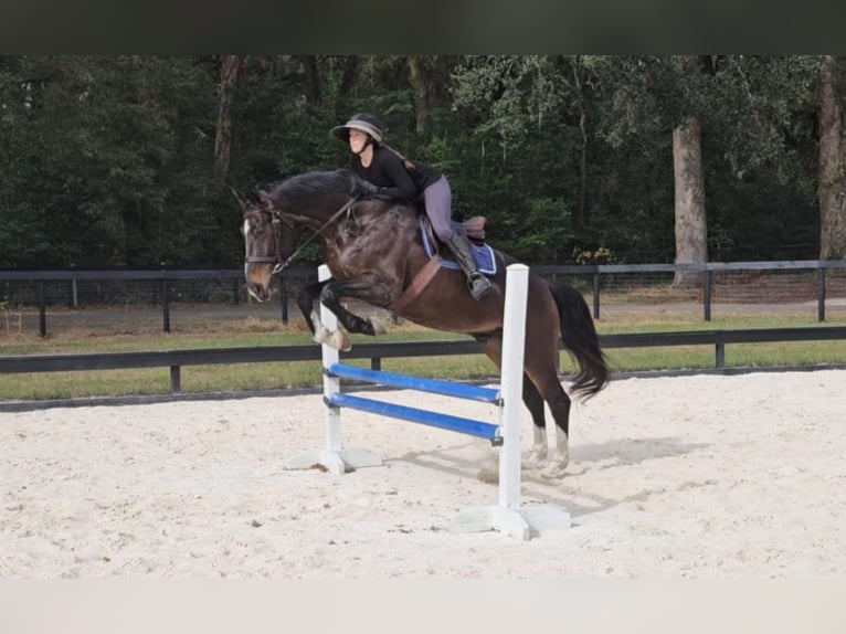 Britisches Warmblut Wallach 10 Jahre 163 cm Rotbrauner in Adamsville