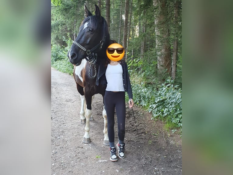 Britisches Warmblut Wallach 12 Jahre 152 cm Schecke in Erdweg