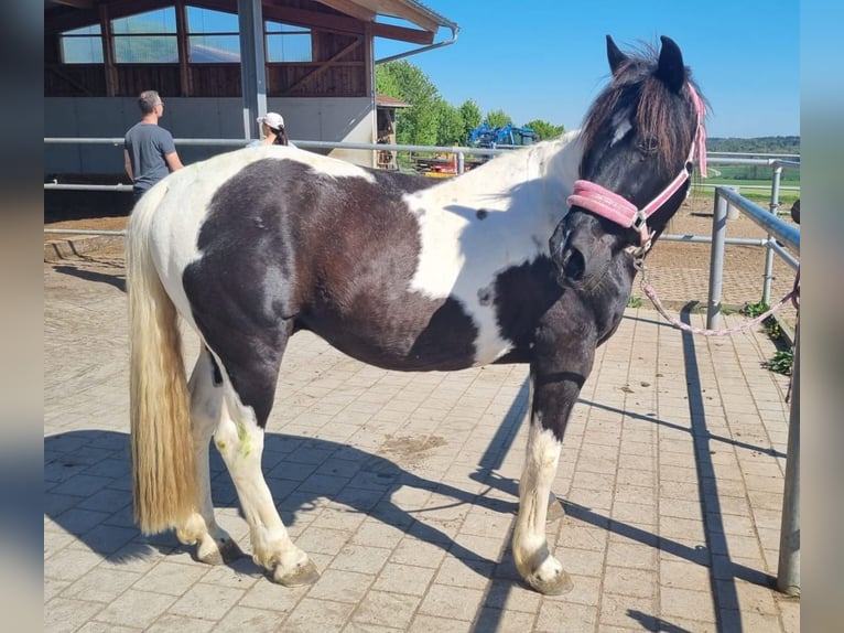 Britisches Warmblut Wallach 12 Jahre 152 cm Schecke in Erdweg