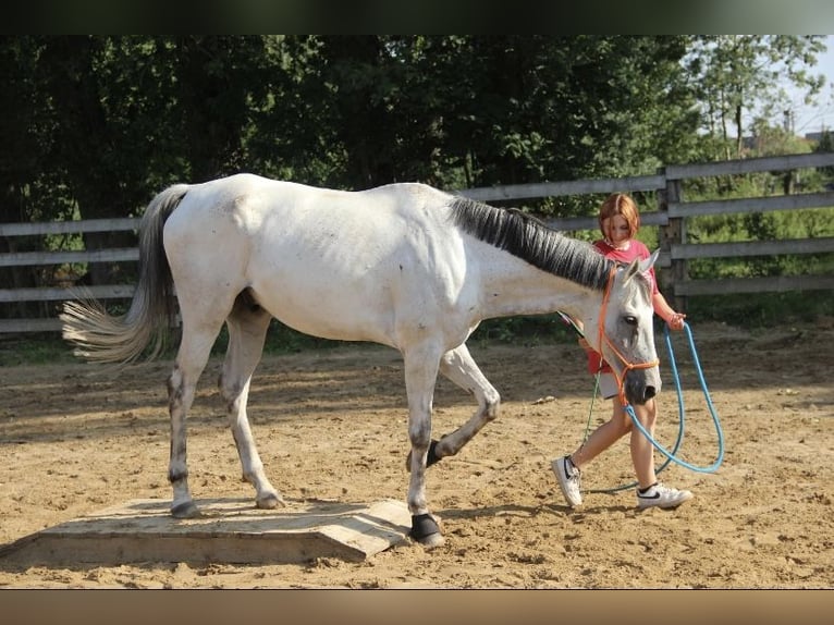 Britisches Warmblut Wallach 12 Jahre 170 cm Schimmel in Lubin