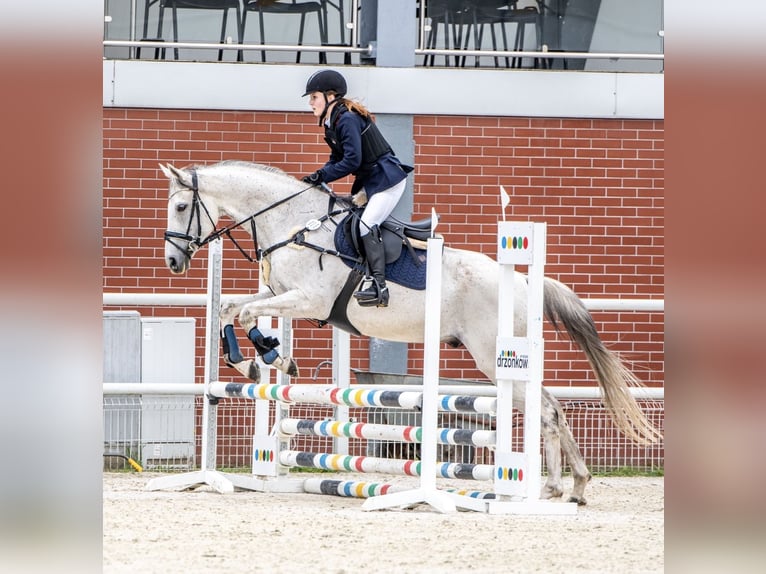 Britisches Warmblut Wallach 12 Jahre 170 cm Schimmel in Lubin