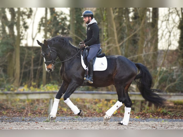 Britisches Warmblut Wallach 14 Jahre 177 cm Schwarzbrauner in Huy