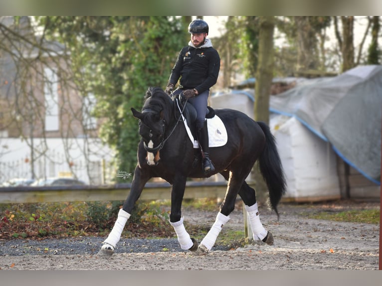 Britisches Warmblut Wallach 14 Jahre 177 cm Schwarzbrauner in Huy