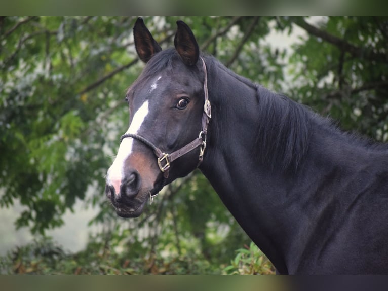 Britisches Warmblut Wallach 14 Jahre 177 cm Schwarzbrauner in Huy