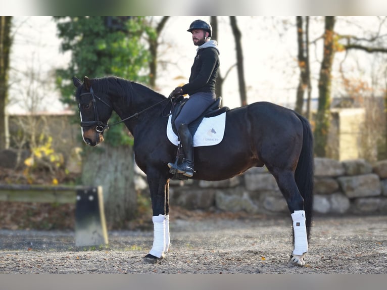 Britisches Warmblut Wallach 14 Jahre 177 cm Schwarzbrauner in Huy