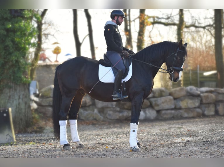 Britisches Warmblut Wallach 14 Jahre 177 cm Schwarzbrauner in Huy