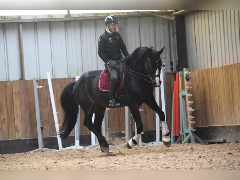 Britisches Warmblut Wallach 14 Jahre 177 cm Schwarzbrauner in Huy