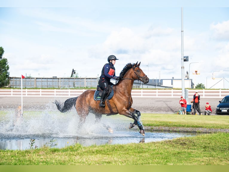 Britisches Warmblut Mix Wallach 14 Jahre Rotbrauner in Haabersti