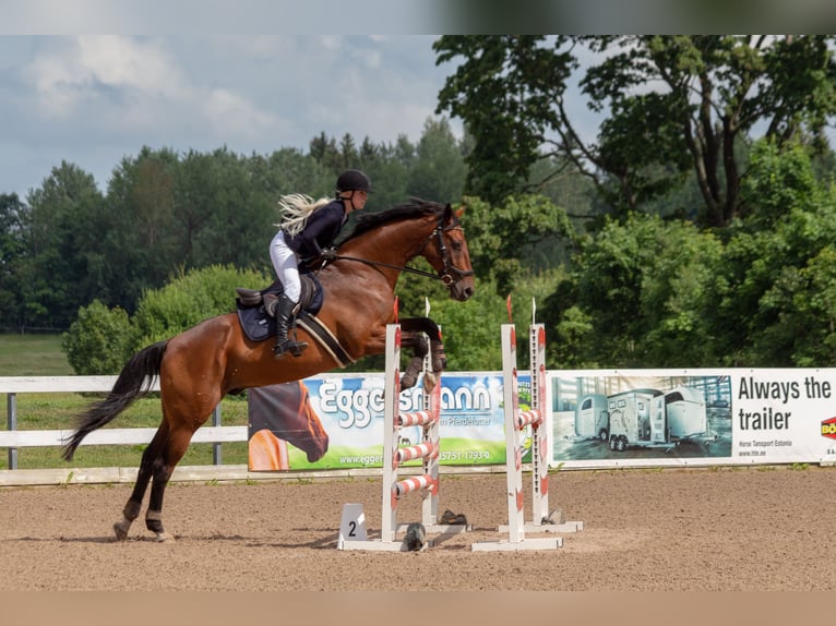 Britisches Warmblut Mix Wallach 14 Jahre Rotbrauner in Haabersti