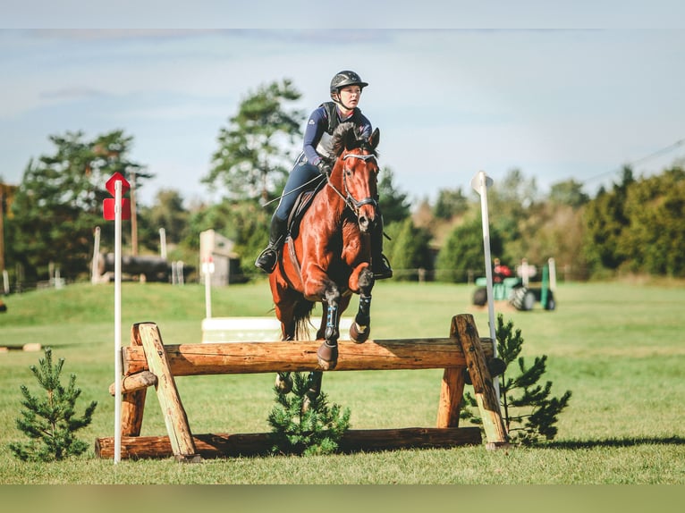 Britisches Warmblut Mix Wallach 14 Jahre Rotbrauner in Haabersti