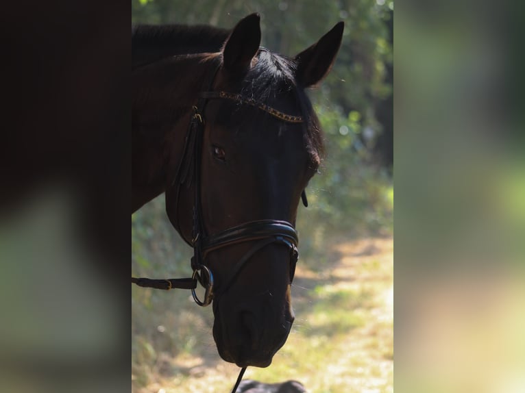 Britisches Warmblut Wallach 15 Jahre 165 cm Brauner in Niederkirchen