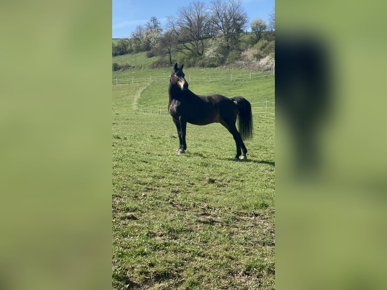 Britisches Warmblut Wallach 15 Jahre 165 cm Brauner in Niederkirchen