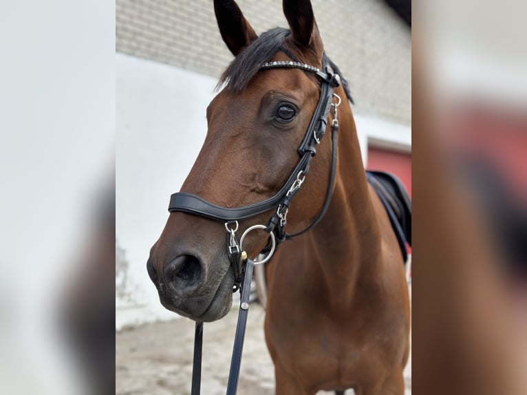 Britisches Warmblut Mix Wallach 15 Jahre Rotbrauner in Haabersti