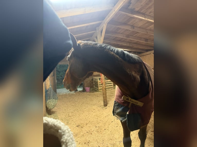 Britisches Warmblut Wallach 17 Jahre 185 cm Brauner in Röttenbach