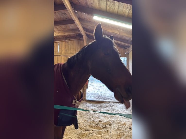 Britisches Warmblut Wallach 17 Jahre 185 cm Brauner in Röttenbach