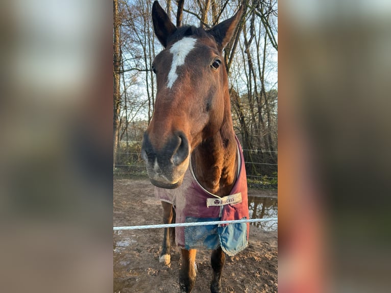 Britisches Warmblut Wallach 18 Jahre 185 cm Brauner in Röttenbach