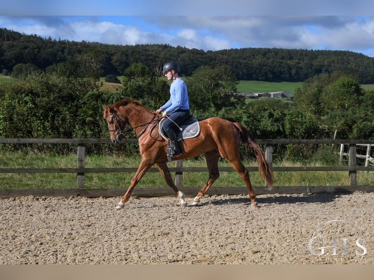 Britisches Warmblut Wallach 3 Jahre 168 cm Dunkelfuchs in Scarborough