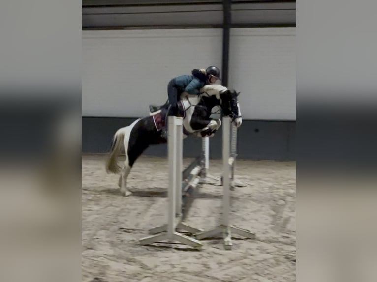 Britisches Warmblut Mix Wallach 4 Jahre 146 cm Schecke in Bad Zwischenahn