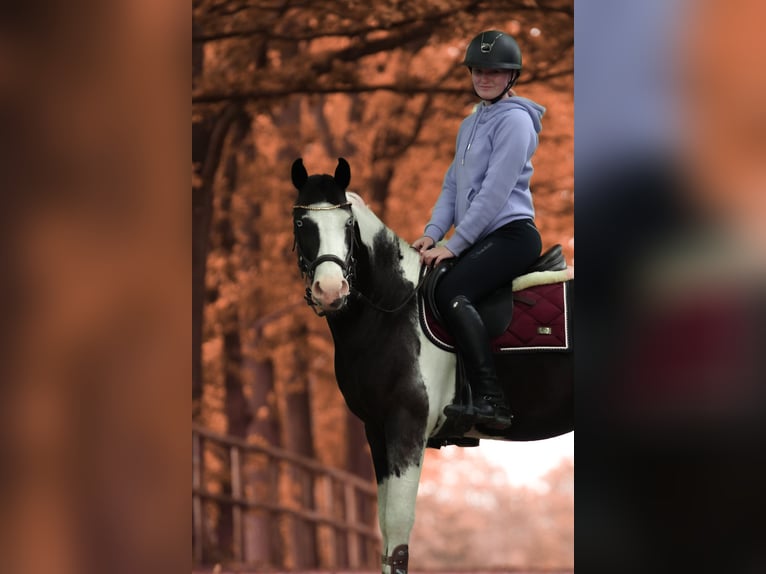 Britisches Warmblut Mix Wallach 4 Jahre 146 cm Schecke in Bad Zwischenahn