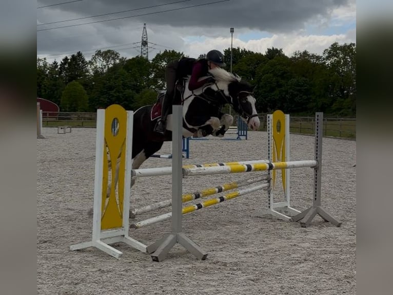 Britisches Warmblut Mix Wallach 4 Jahre 146 cm Schecke in Bad Zwischenahn