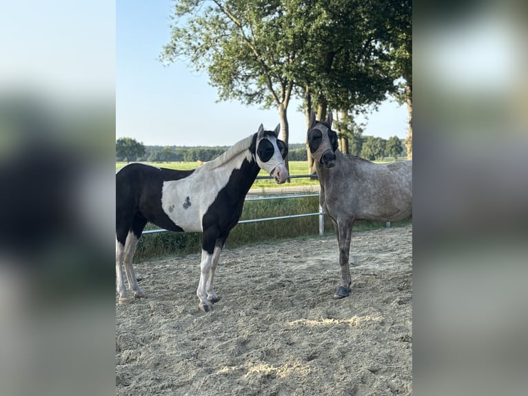 Britisches Warmblut Mix Wallach 4 Jahre 146 cm Schecke in Bad Zwischenahn