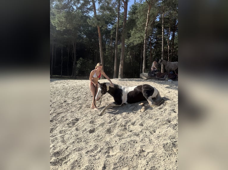 Britisches Warmblut Mix Wallach 4 Jahre 146 cm Schecke in Bad Zwischenahn