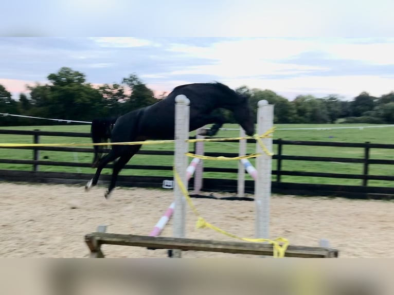 Britisches Warmblut Wallach 4 Jahre 158 cm Dunkelbrauner in Albourne