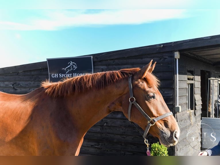 Britisches Warmblut Wallach 4 Jahre 168 cm Dunkelfuchs in Scarborough