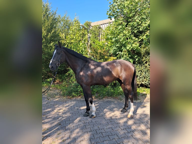 Britisches Warmblut Wallach 6 Jahre 175 cm Rappe in Messel