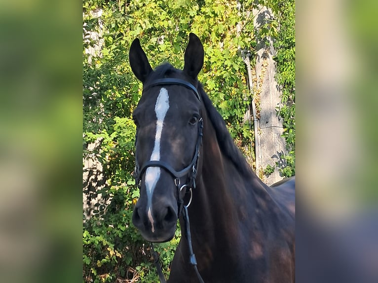 Britisches Warmblut Wallach 6 Jahre 175 cm Rappe in Messel