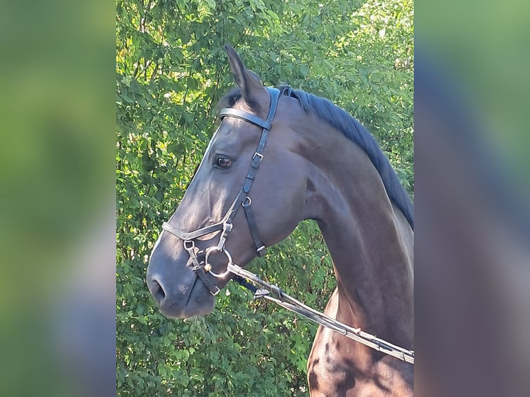 Britisches Warmblut Wallach 6 Jahre 175 cm Rappe in Messel