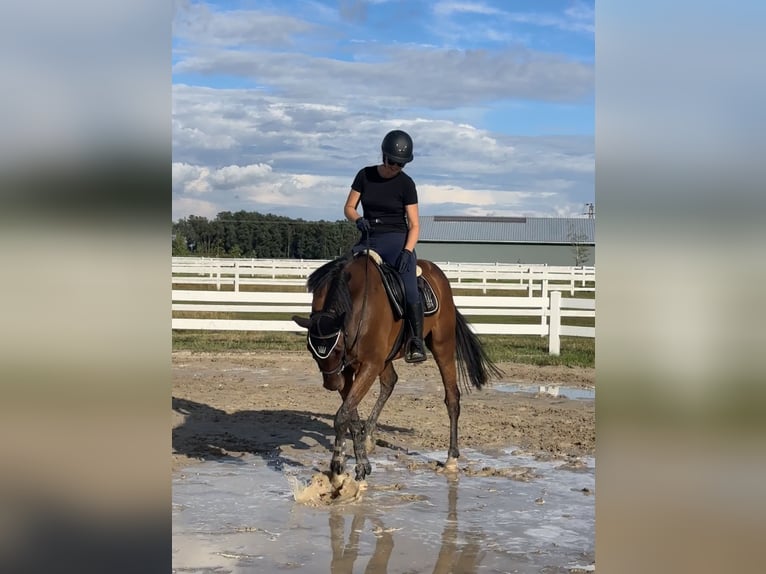 Britisches Warmblut Wallach 7 Jahre 167 cm Rotbrauner in Krasiejów