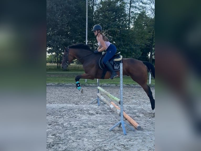 Britisches Warmblut Wallach 7 Jahre 167 cm Rotbrauner in Krasiejów