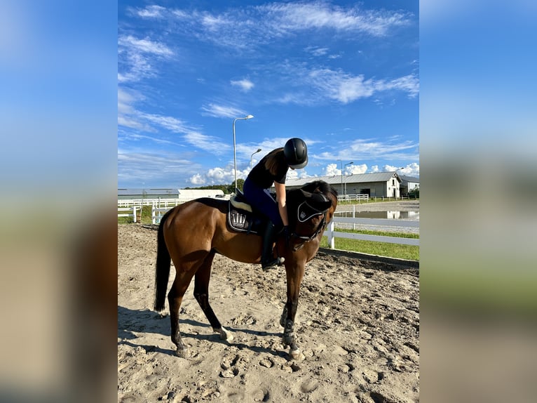 Britisches Warmblut Wallach 7 Jahre 167 cm Rotbrauner in Krasiejów