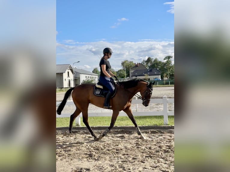 Britisches Warmblut Wallach 7 Jahre 167 cm Rotbrauner in Krasiejów