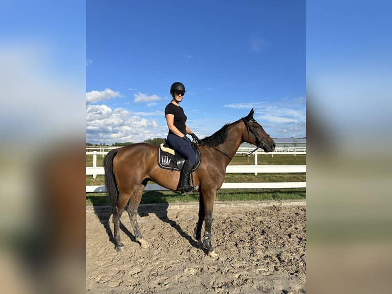 Britisches Warmblut Wallach 7 Jahre 167 cm Rotbrauner in Krasiejów