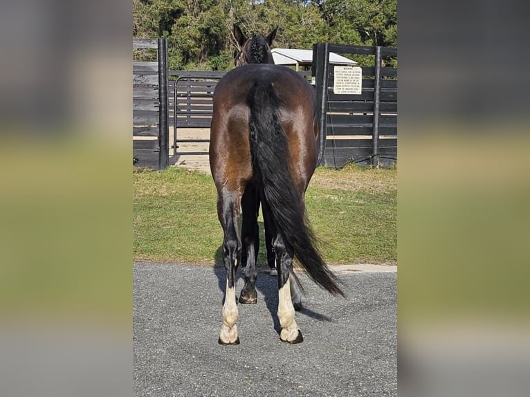 British Warmblood Castrone 10 Anni 163 cm Baio ciliegia in Adamsville