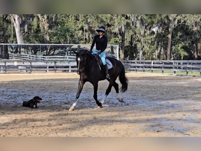 British Warmblood Castrone 10 Anni 163 cm Baio ciliegia in Adamsville