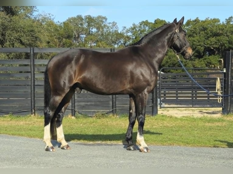 British Warmblood Castrone 10 Anni 163 cm Baio ciliegia in Adamsville