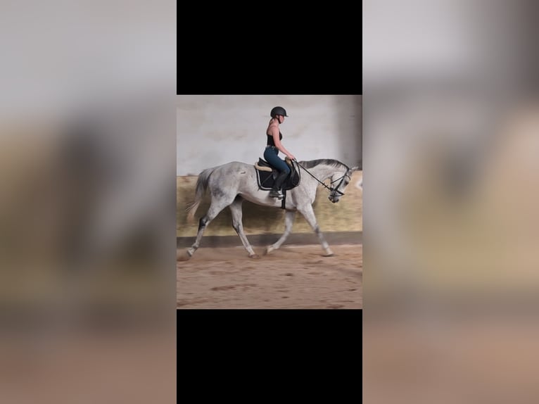 British Warmblood Castrone 10 Anni 165 cm Grigio trotinato in Messel