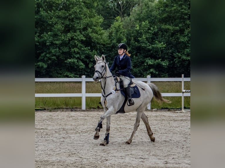 British Warmblood Castrone 12 Anni 170 cm Grigio in Lubin