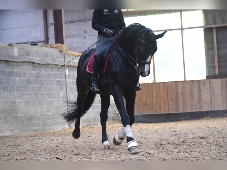 British Warmblood Castrone 14 Anni 177 cm Baio nero in Huy