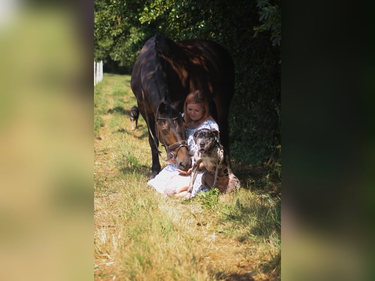 British Warmblood Castrone 15 Anni 165 cm Baio in Niederkirchen