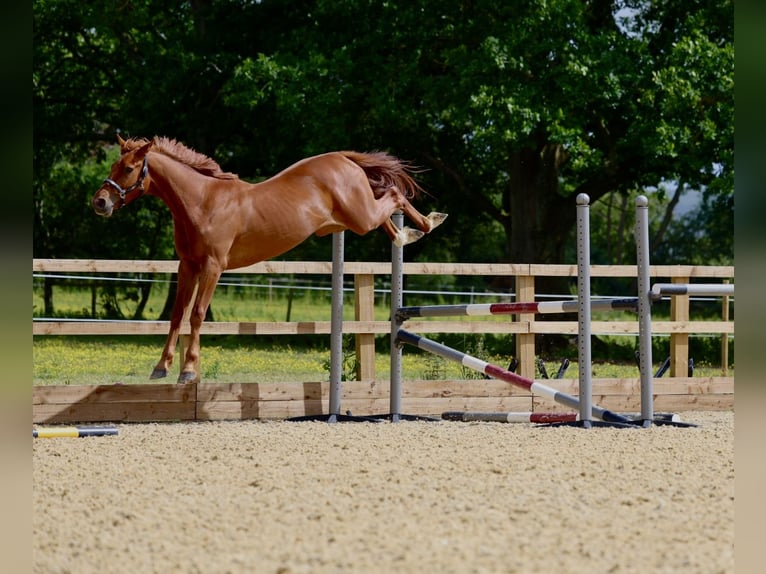 British Warmblood Castrone 3 Anni 165 cm Sauro scuro in Henfield