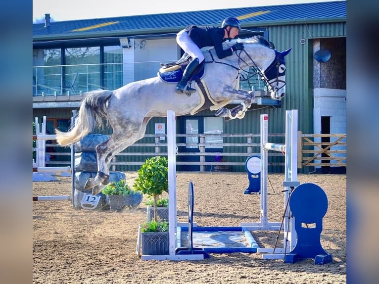 British Warmblood Castrone 3 Anni 165 cm Sauro scuro in Henfield